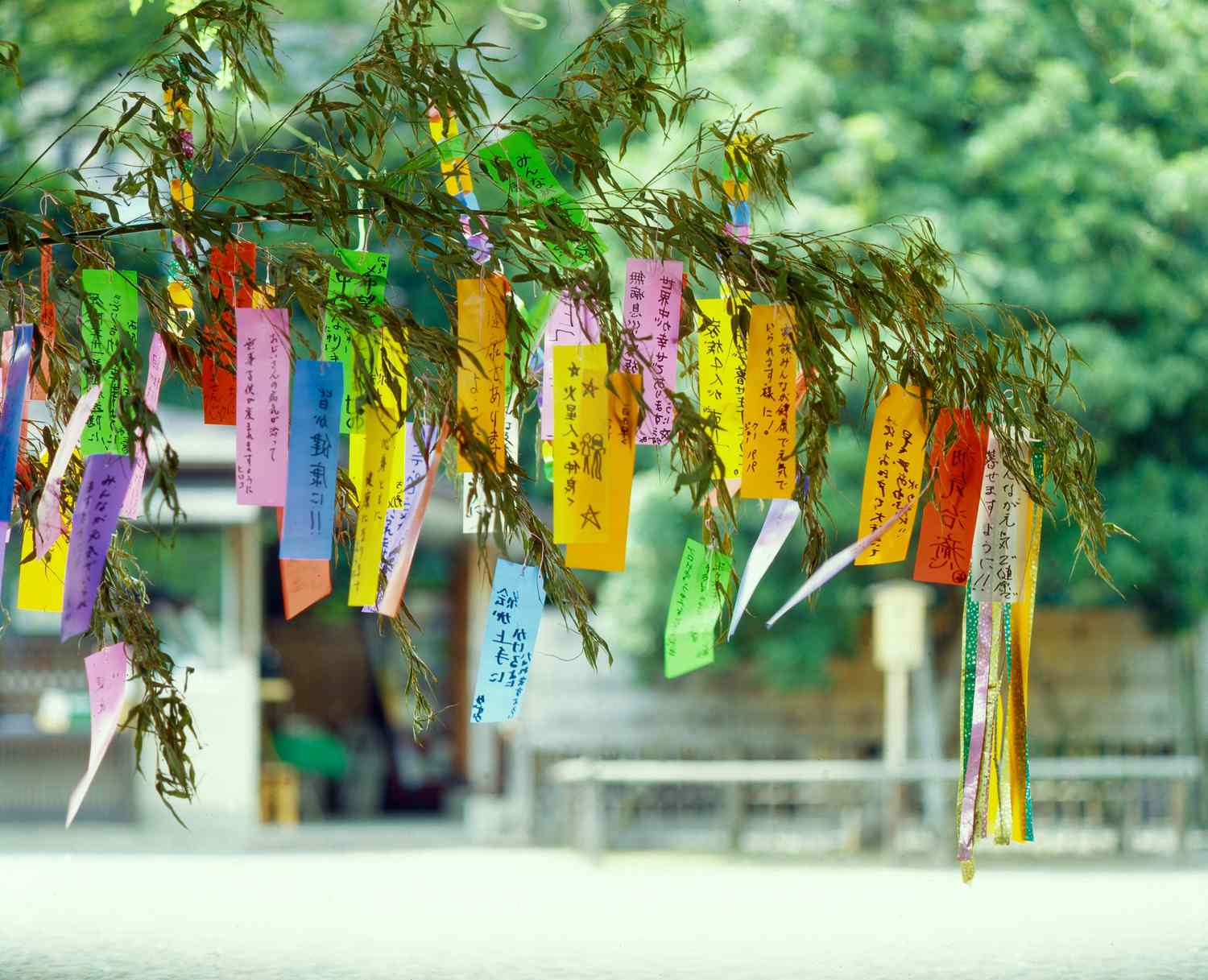 Tanabata : L’étoile montante des fêtes traditionnelles japonaises
